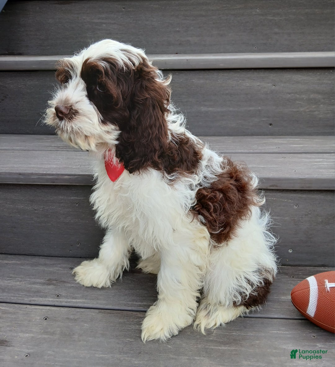 Cockapoo dogs for sale: Ricco - Ad 6