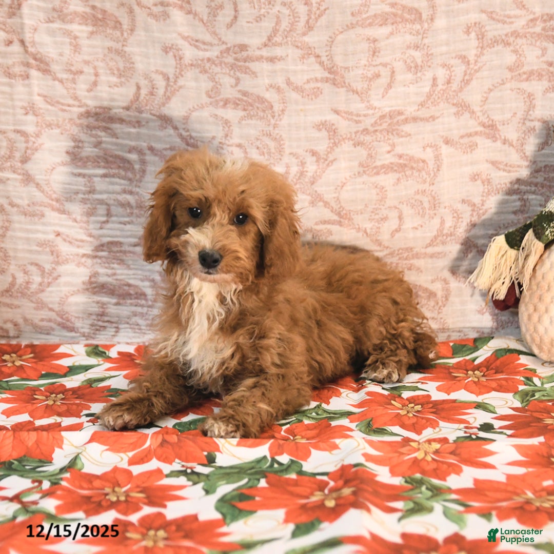 Cockapoo dogs for sale: Curtis - Ad 4