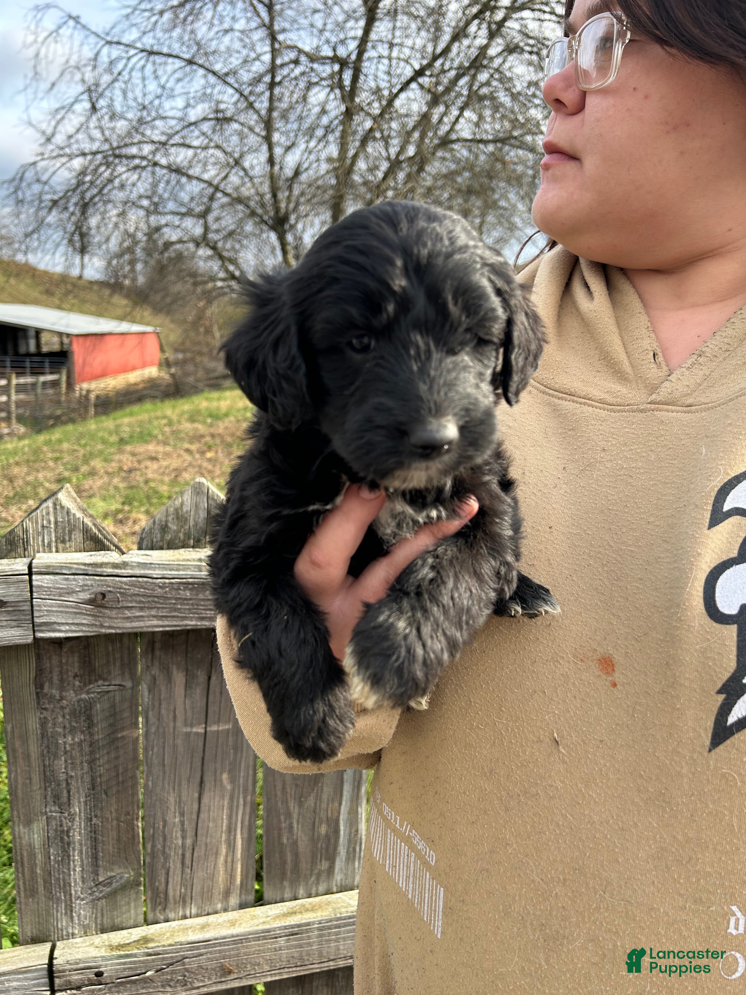 Goldendoodle dogs Goldendoodle Puppy 1 - Ad 1