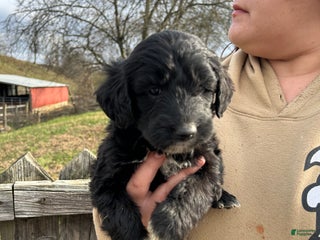 Goldendoodle dogs Goldendoodle Puppy 1 - Ad 18