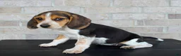 Beagle dogs for sale: Biscuit - Ad 6
