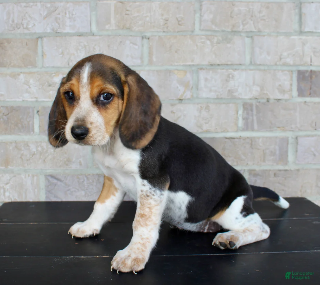 Beagle dogs for sale: Biscuit - Ad 6