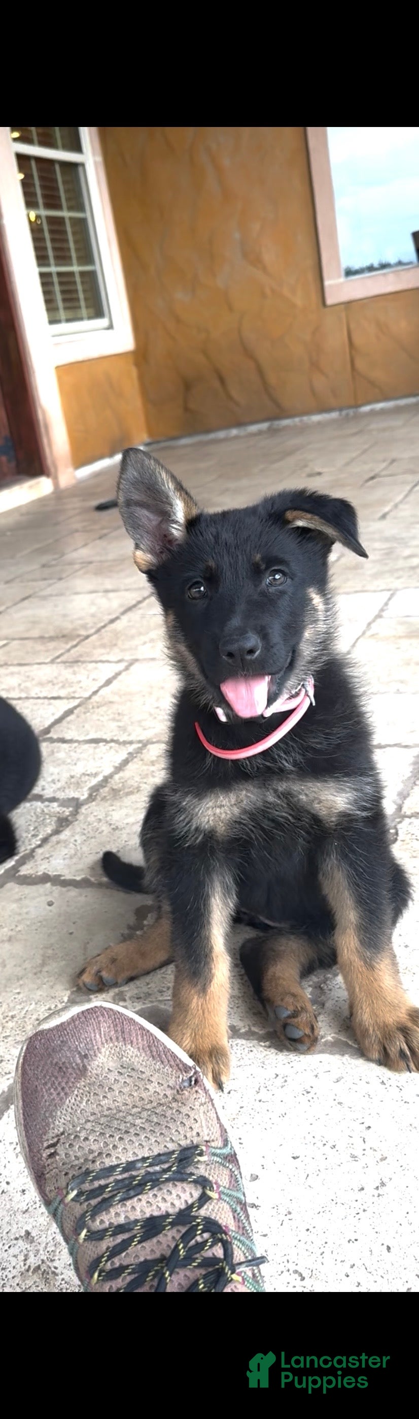 German Shepherd dogs  Puppy 6 - Ad 2