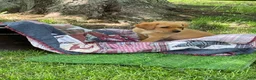 Labrador Retriever dogs for sale: Light green collar Yodi - Ad 7