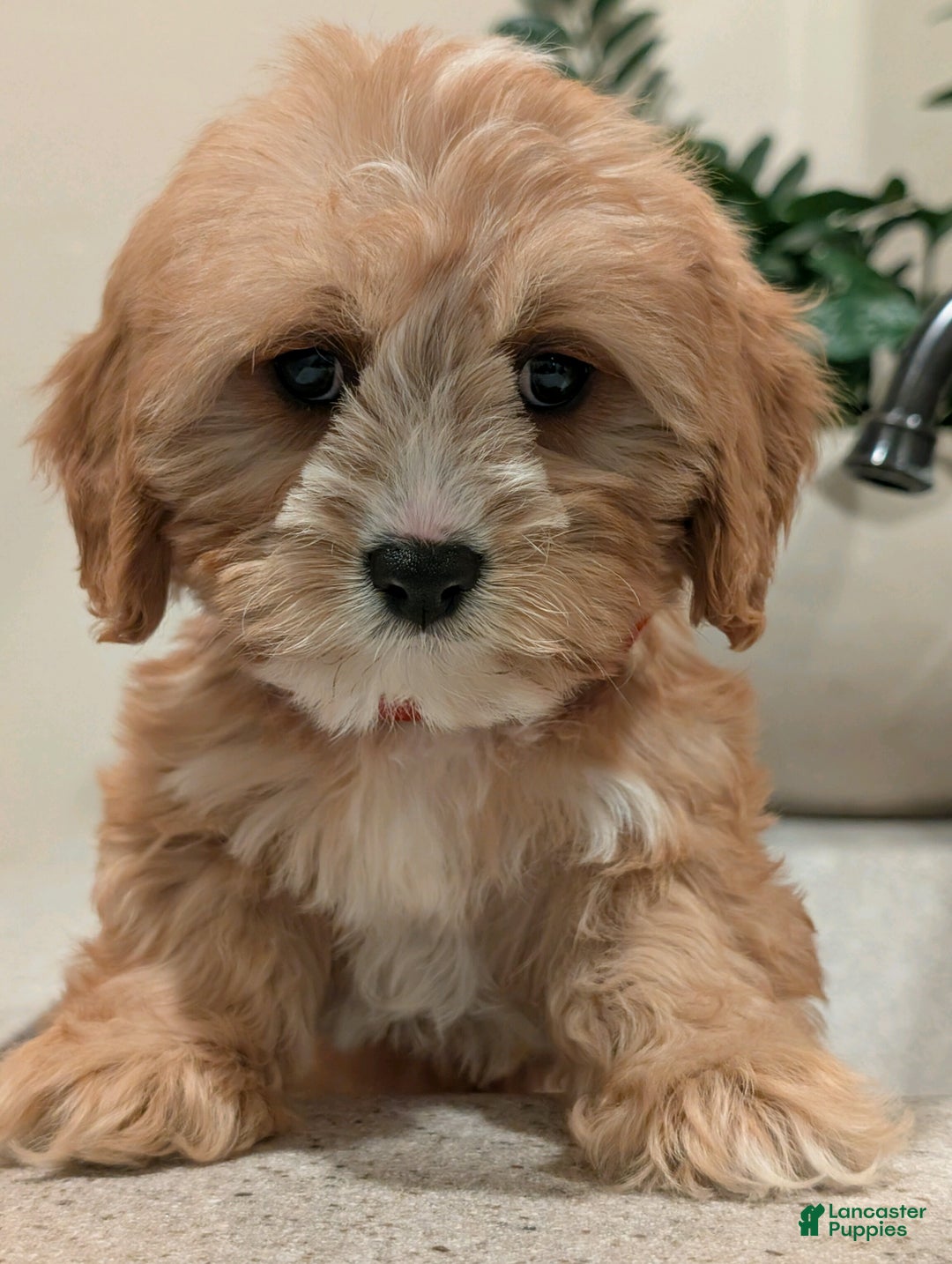Cavapoo dogs for sale: Brady  - Ad 2