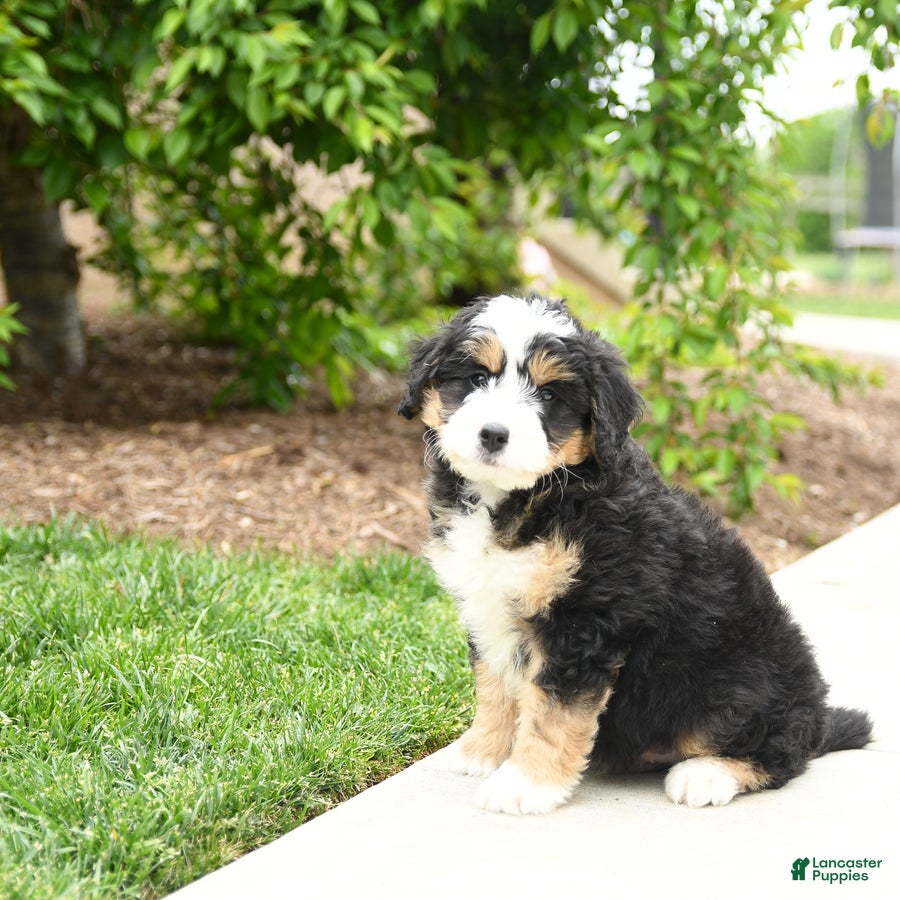 Bernedoodle dogs Jasper - Ad 2