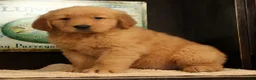Golden Retriever dogs for sale: Jane - Ad 8