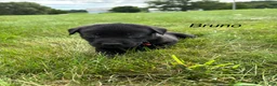 Labrador Retriever dogs for sale: Bruno - Ad 3