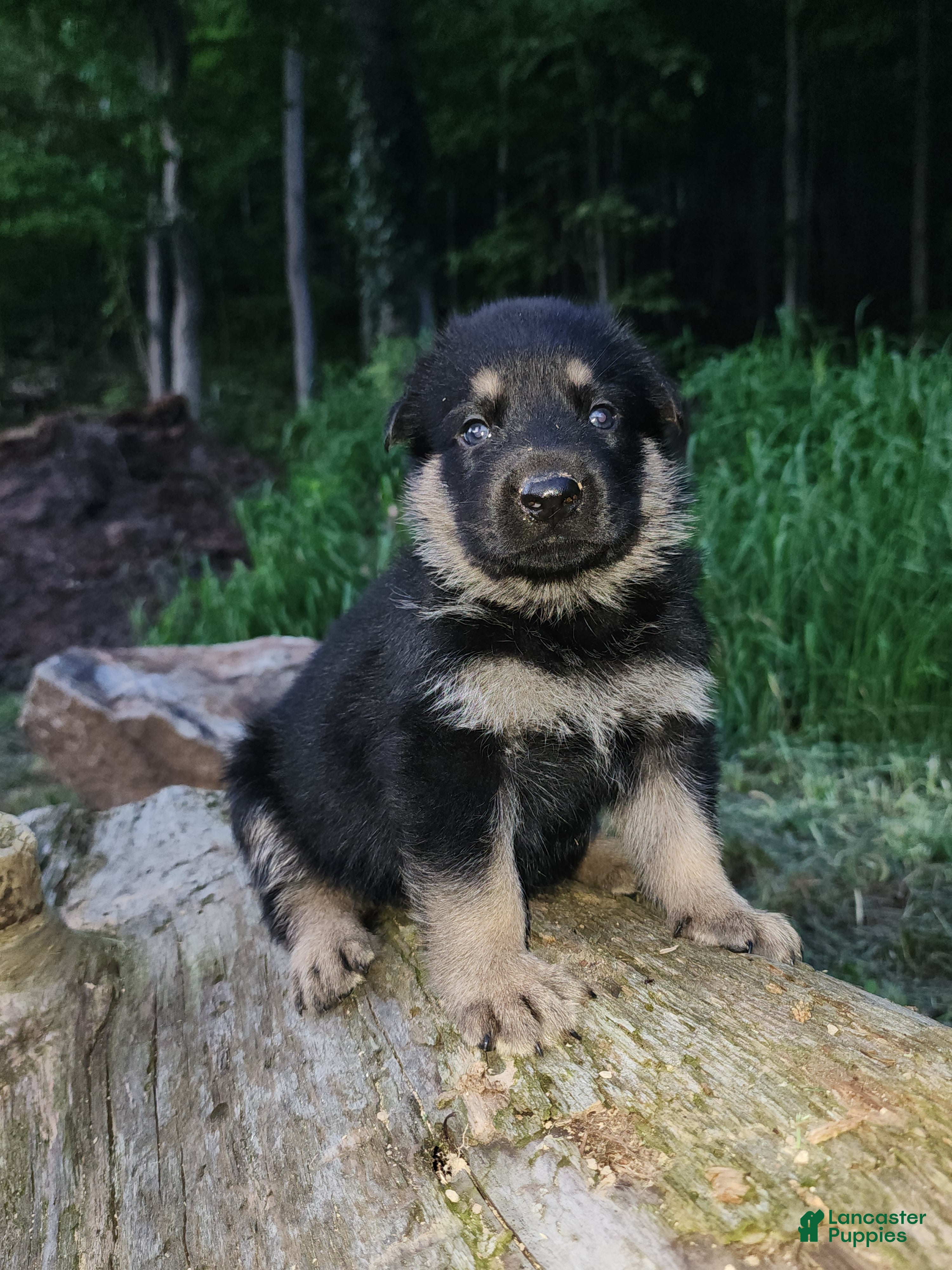German Shepherd dogs German Shepherd 5 Titan - Ad 1
