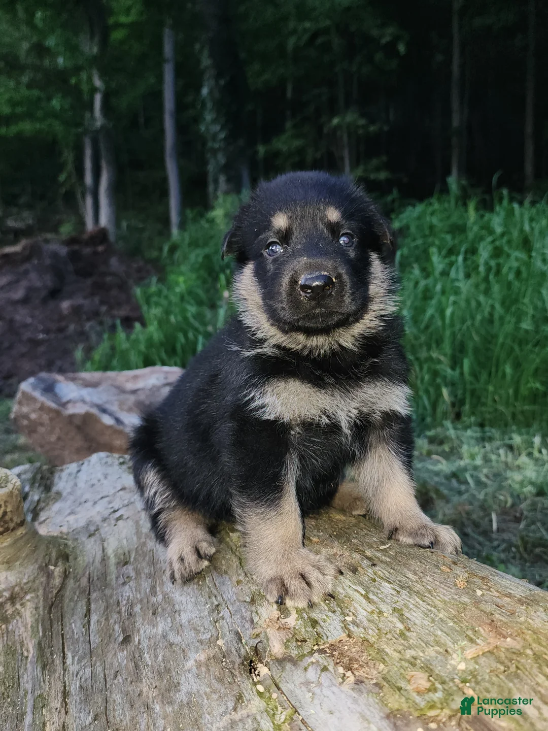 German Shepherd dogs for sale: German Shepherd 5 Titan - Ad 1