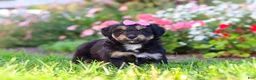 Mixed Breed dogs for sale: Maple - Ad 7
