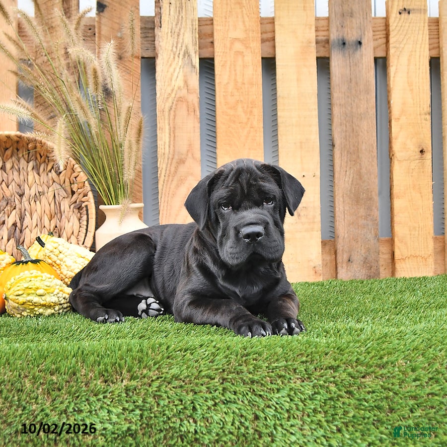 Mini Hippo dogs Jenny - Ad 1