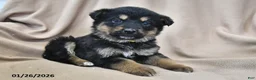 Mixed Breed dogs for sale: Hazel  - Ad 6