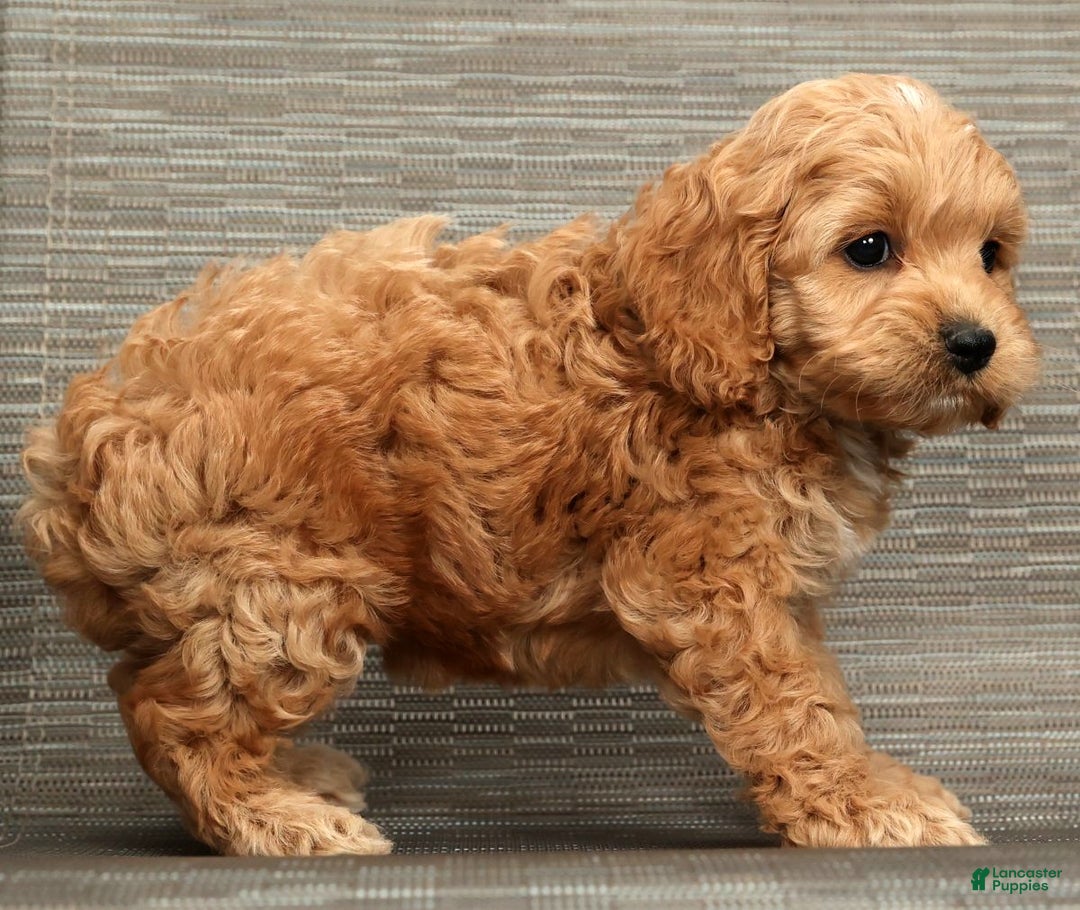 Cockapoo dogs for sale: Bella - Ad 8