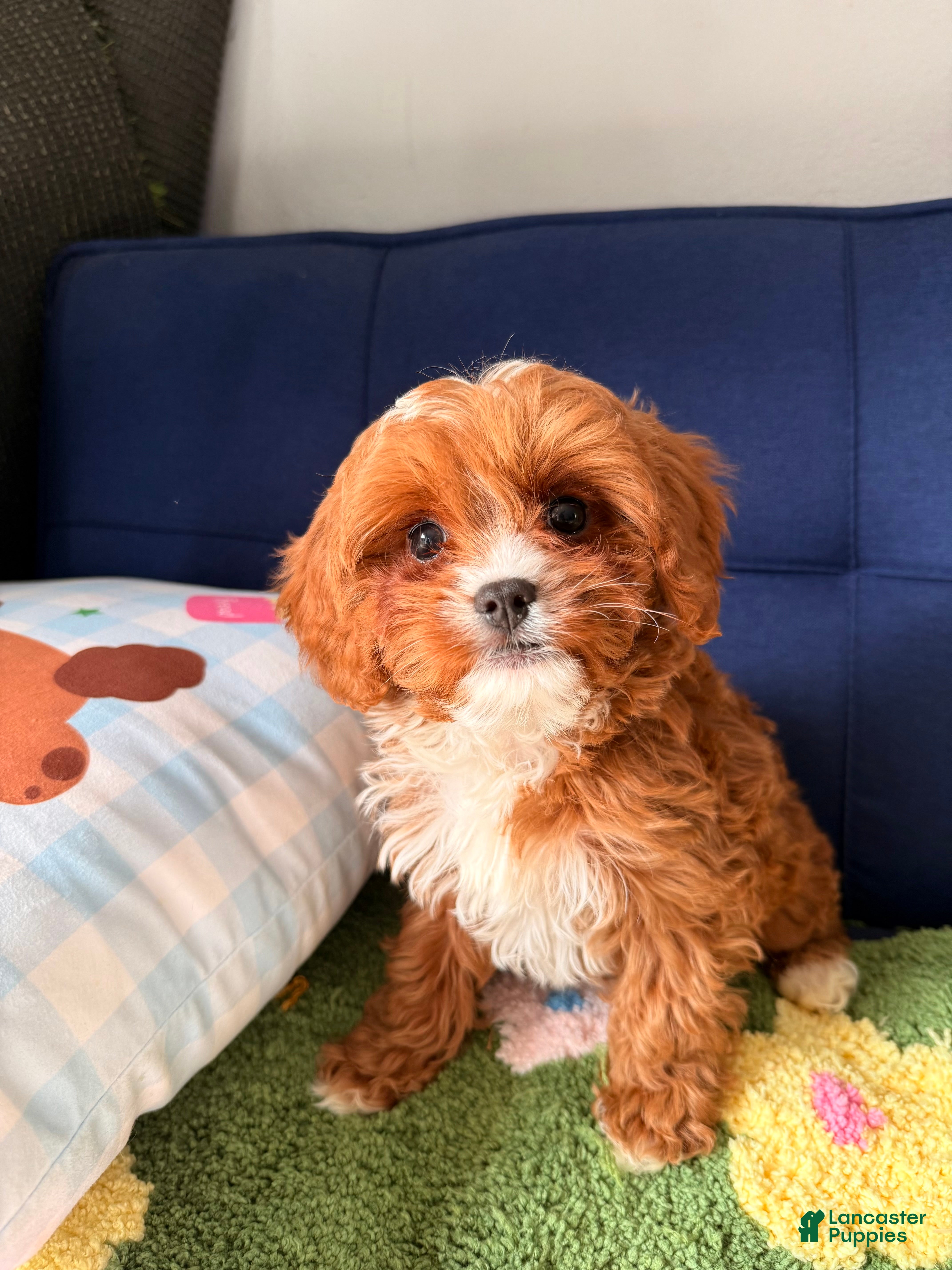 Cavapoo dogs Cavapoo Puppy 2 - Ad 1