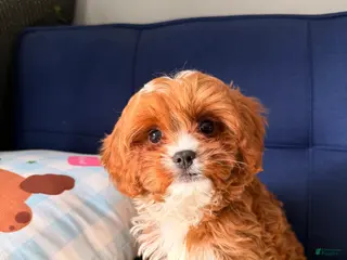 Cavapoo dogs for sale: Cavapoo Puppy 2 - Ad 2