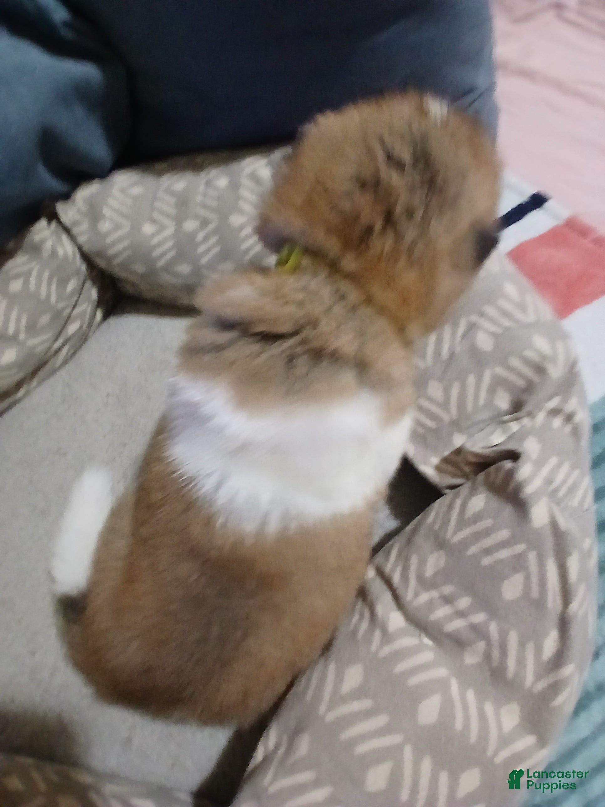 Akita dogs  Ginko - Ad 2