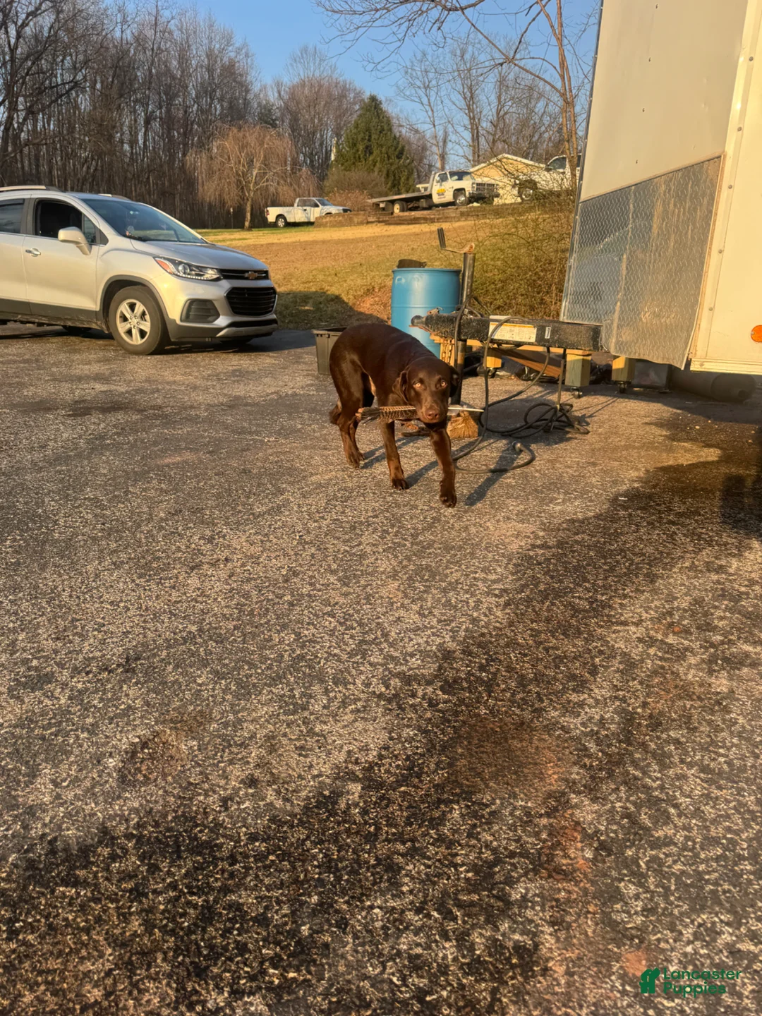 Labradoodle dogs for stud: Benson - Ad 2