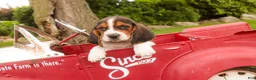 Basset Hound dogs for sale: Murphy - Ad 2