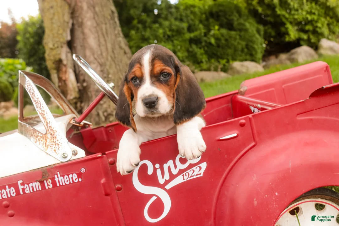 Basset Hound dogs for sale: Murphy - Ad 2