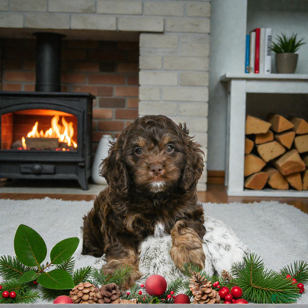 Cockapoo dogs for sale: Cooper - Ad 1