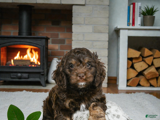 Cockapoo dogs Cooper - Ad 28