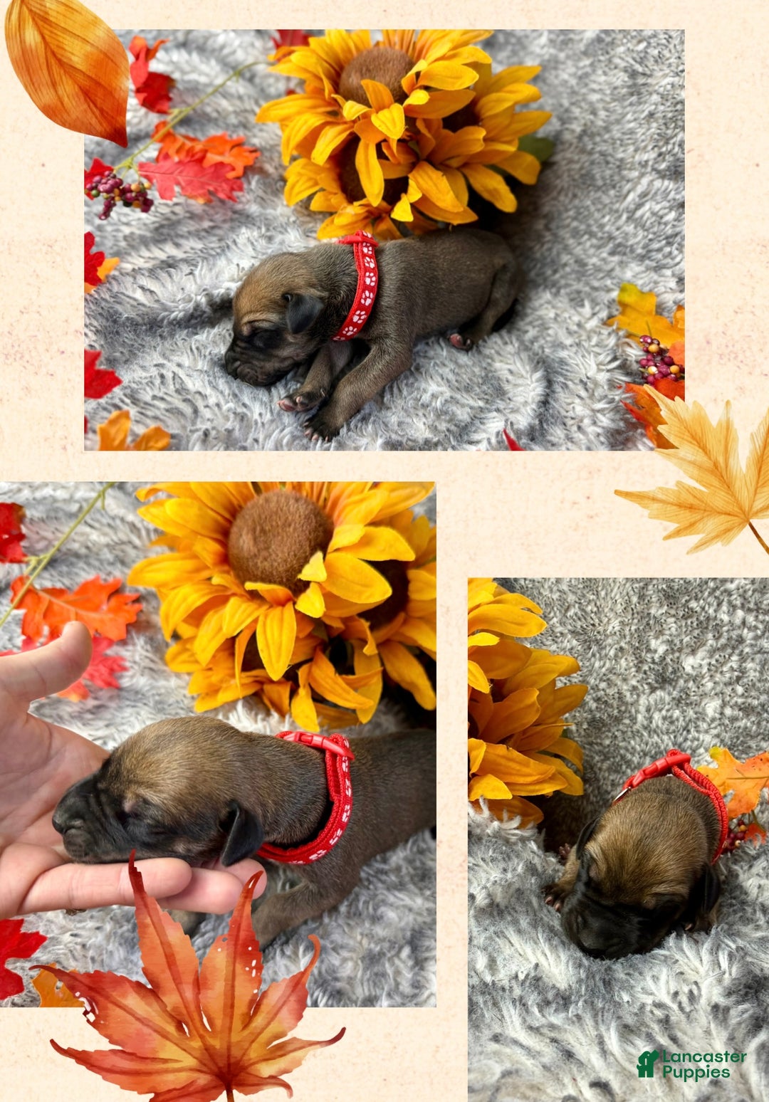 Great Dane dogs for sale: Professor Snape - Ad 5