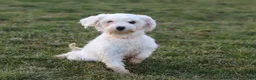 Mixed Breed dogs for sale: Brianna - Ad 11