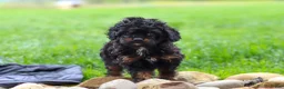 Cavapoo dogs for sale: Jake - Ad 4