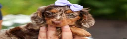 Miniature Dachshund dogs for sale: Isabelle🩷  - Ad 9
