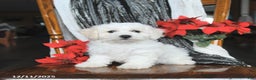 Bichon Frise dogs for sale: Annie - Ad 3