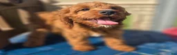 Cavapoo dogs for sale: Iceberg - Ad 8