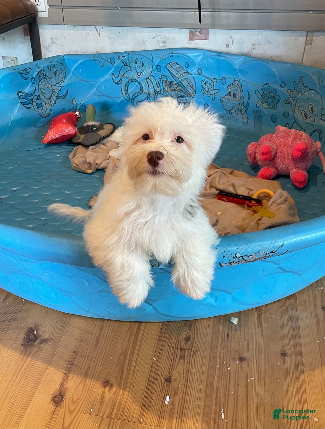 Havanese dogs for sale: Judy - Ad 4