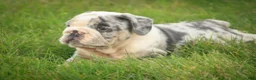 English Bulldog dogs for sale: Seth English Bulldog  - Ad 5