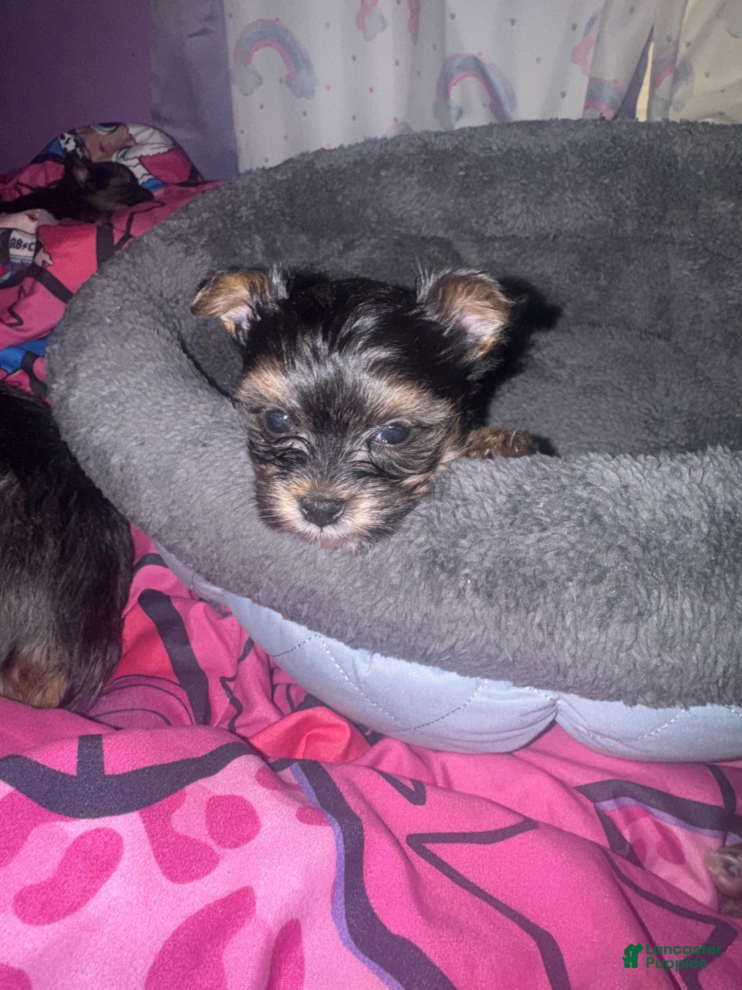 Yorkshire Terrier dogs for sale: Kyro - Ad 6