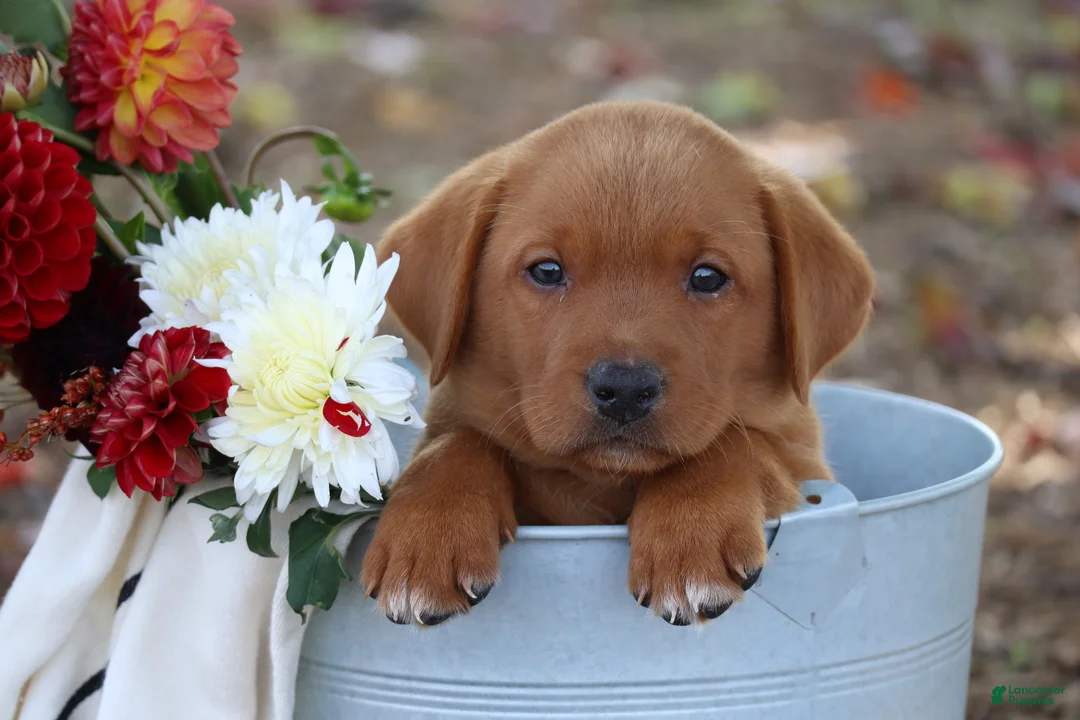 Labrador Retriever dogs for sale: Maple - Ad 1
