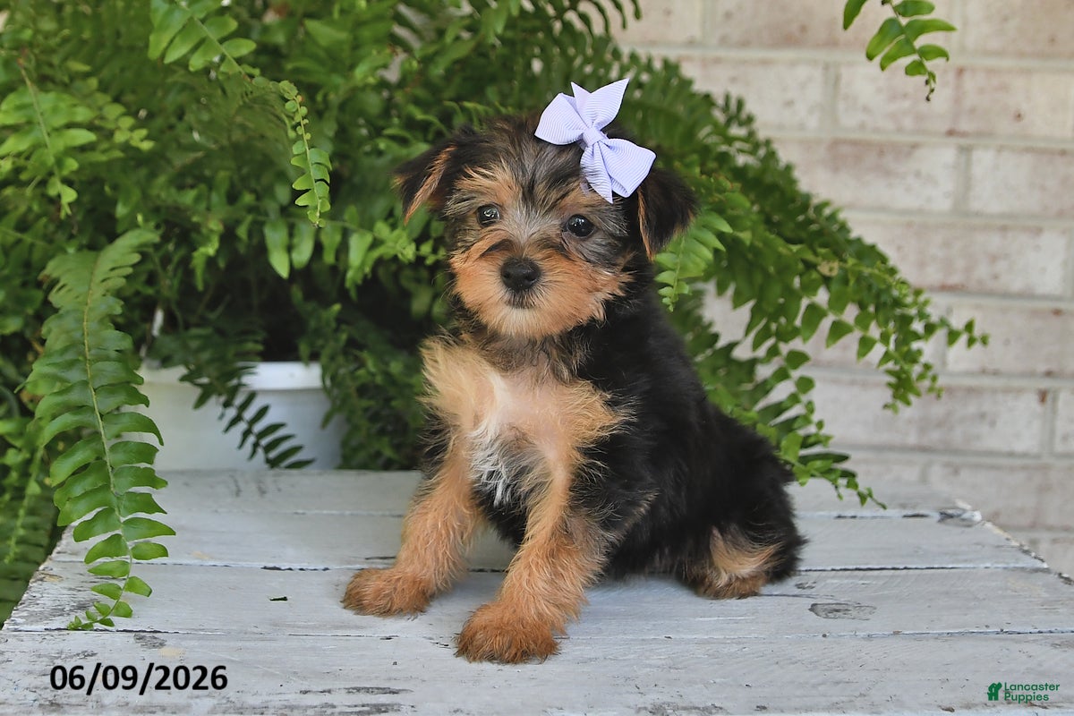Yorkshire Terrier dogs Breeze - Ad 1