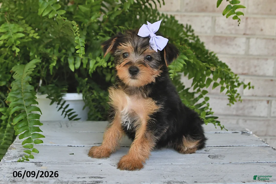 Yorkshire Terrier dogs for sale: Breeze - Ad 1
