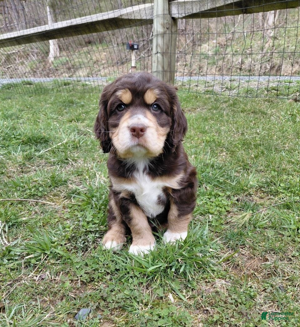 Mixed Breed dogs Buster - Ad 1