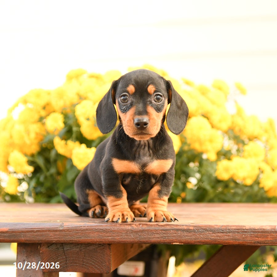 Miniature Dachshund dogs for sale: Darcy - Ad 1
