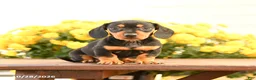 Miniature Dachshund dogs for sale: Darcy - Ad 1
