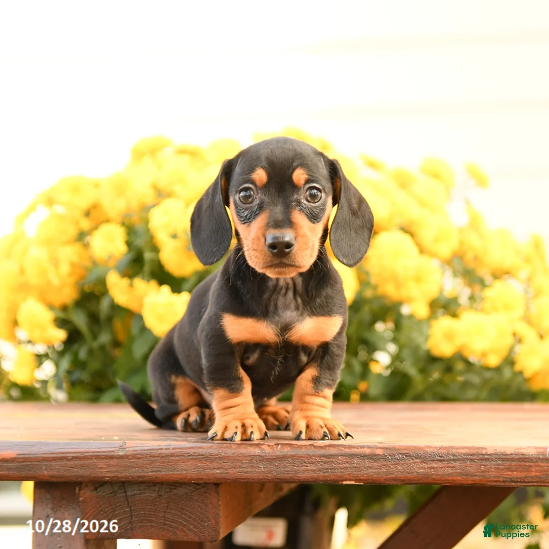 Miniature Dachshund dogs for sale: Darcy - Ad 1