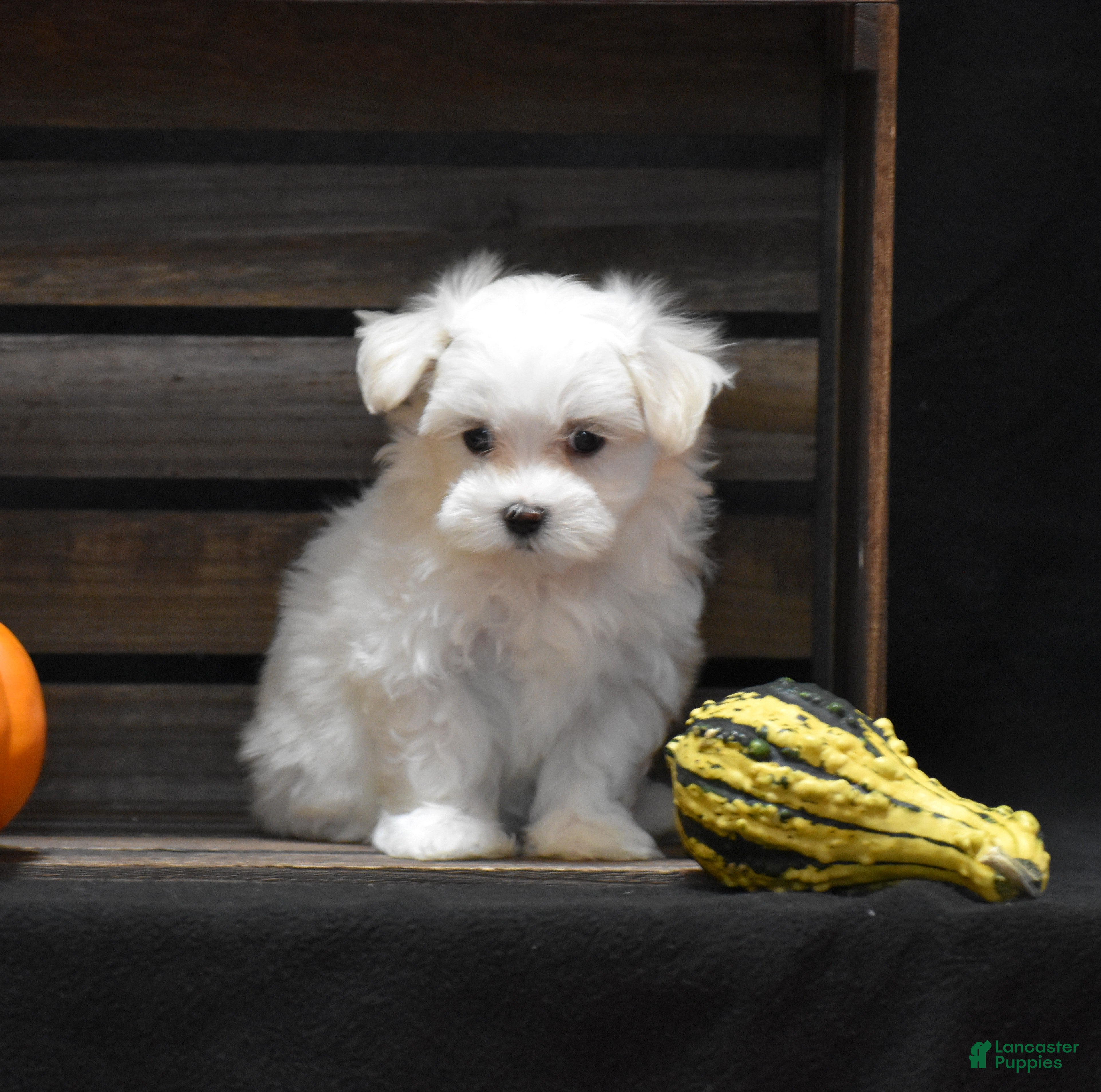Maltese dogs Koda - Ad 1