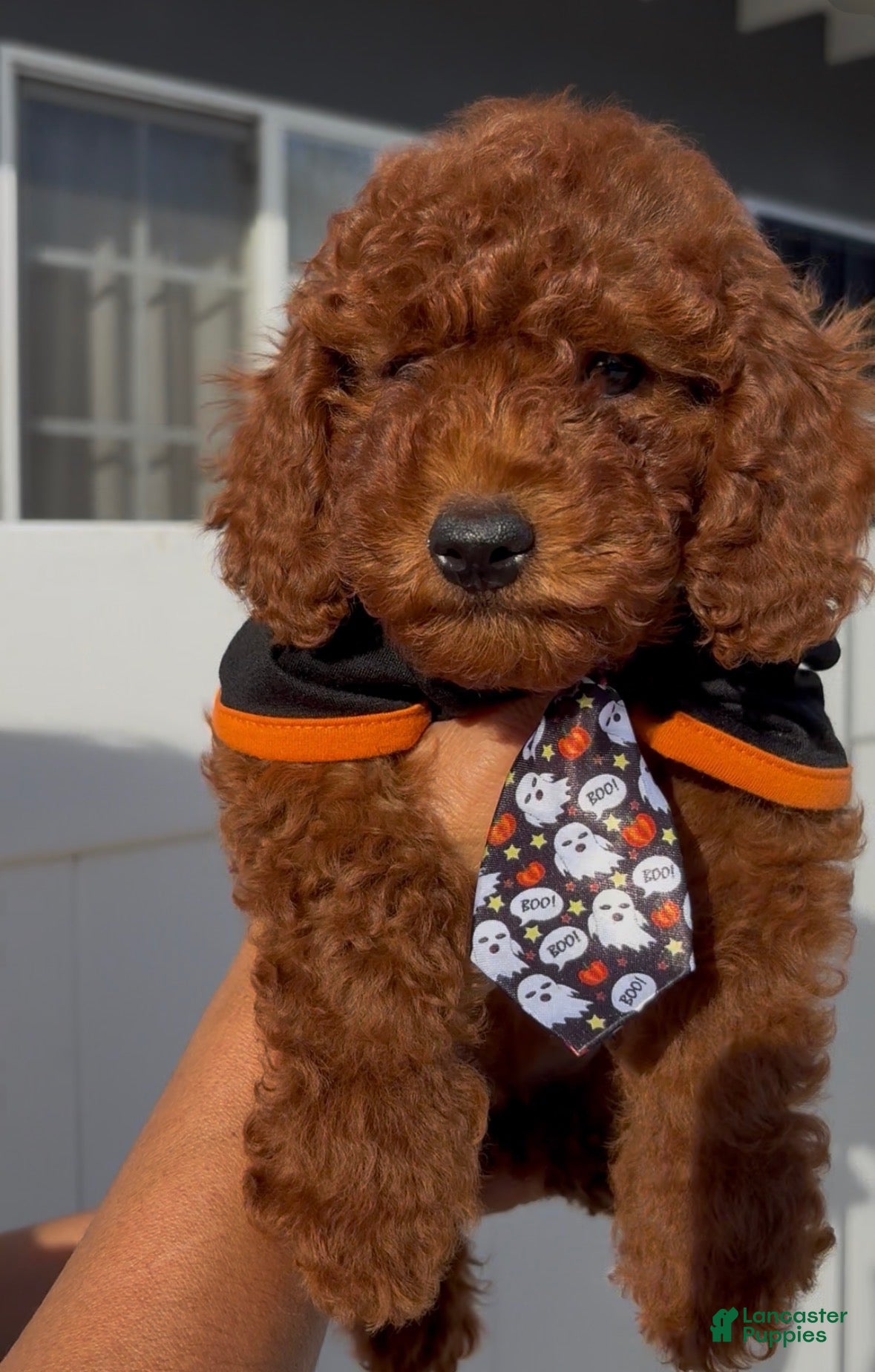 Miniature Poodle dogs for sale: Miniature Poodle 2 - Ad 8