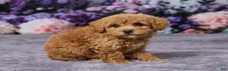 Bichpoo dogs for sale: Debbie - Ad 3