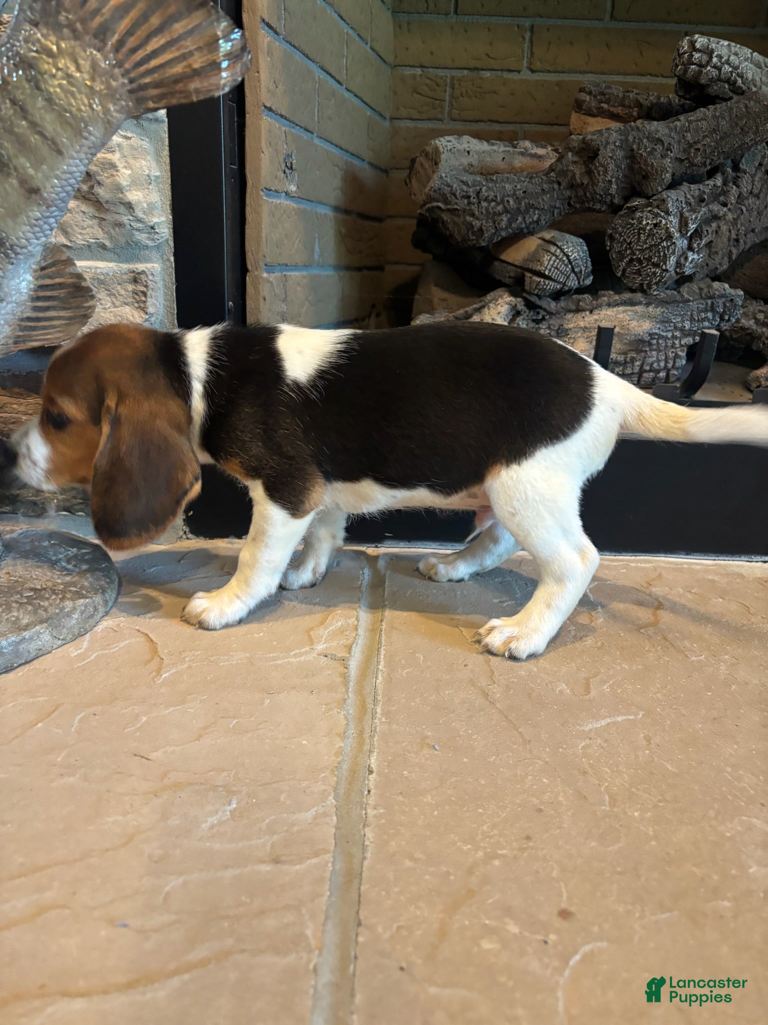 Beagle dogs Buck - Ad 2