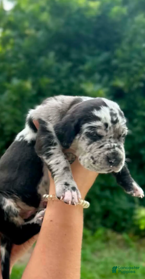 Great Dane dogs Justice - Ad 1