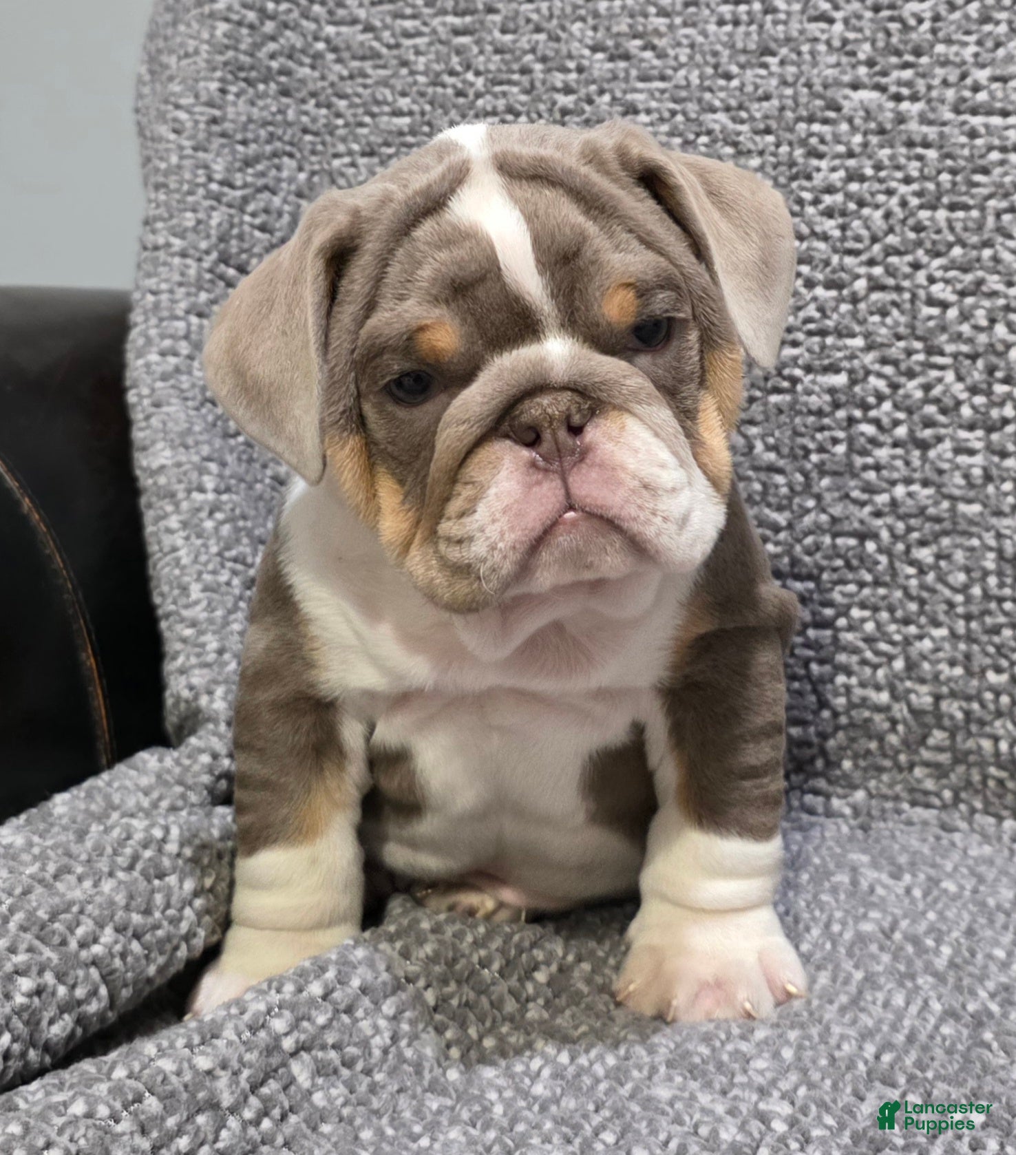 English Bulldog dogs Milt - Ad 22