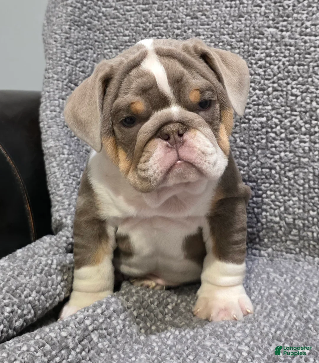 English Bulldog dogs for sale: Milt - Ad 1