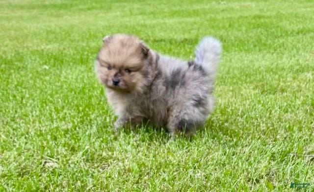 Pomeranian dogs Otis - Ad 1